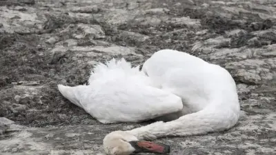 11 погибших лебедей обнаружили на побережье Каспия в Мангистауской области