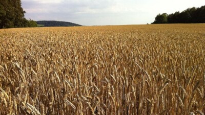 О хорошем и отличном состоянии озимой пшеницы на юге страны сообщили в "Казгидромете"