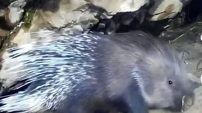 Краснокнижные дикобразы попали в фотоловушку в нацпарке