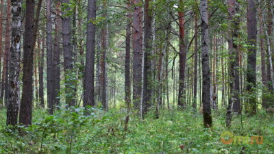 В Омской области РФ возобновили поиски пропавшего на охоте главы местного Минздрава