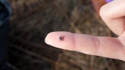 Сколько человек в Казахстане пострадали от укусов клещей