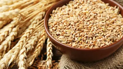 Экспортная цена казахстанской пшеницы выросла после снижения: что может поддержать рынок в ближайшее время