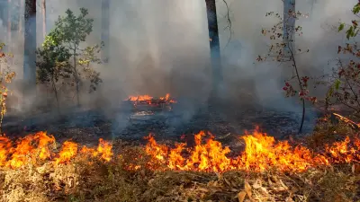 Лесные пожары в Южной Корее: подозреваемого в поджоге задержали