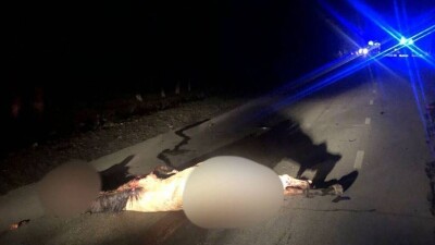 На трассе в Жетысуской области лошадь спровоцировала смертельное ДТП