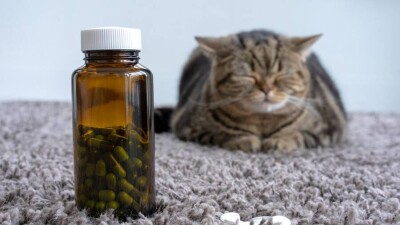Обращение диагностических ветпрепаратов в ЕАЭС будут регулировать по единым правилам