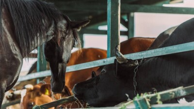 В Казахстане проведут пилотную сельхозперепись