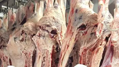 Опасно ли мясо сайгаков? В Минсельхозе ответили на заявления блогера