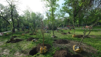 Где начали высаживать яблоневые аллеи в Алматы
