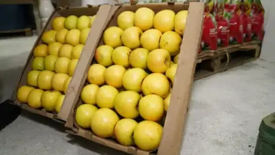 До 5000 тонн яблок в год: завод по глубокой переработке фруктов и ягод запустили в Туркестанской области