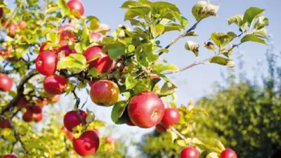 Завод по глубокой переработке овощей и фруктов начали строить в Алматинской области