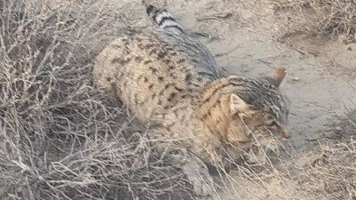 Редкая барханная кошка попала в фотоловушку в Мангистауской области