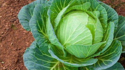 Больше всего за неделю в Казахстане подорожали капуста, лук и сахар