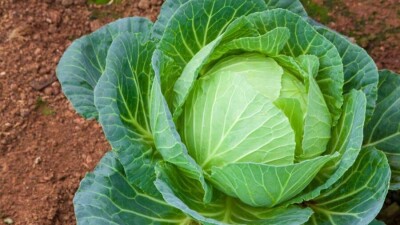 В Алматы капуста подорожала за неделю почти на 20%