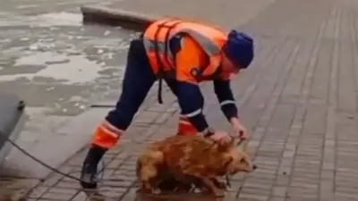 Аэролодка помогла: спасатели Астаны вытащили собаку из ледяной воды Есиля