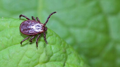 В Алматы 15 мая начнётся второй тур противоклещевых обработок парков и скверов