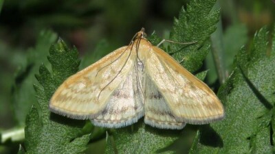 Вредоносные бабочки прилетели в Шымкент