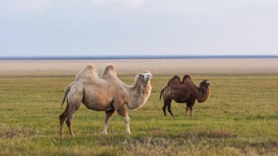 В Мангистауской области лишь 36% имеющих землю хозяйств содержат скот