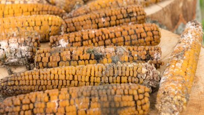 В Жетысуской области гниёт урожай кукурузы