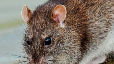В Шымкенте на борьбу с крысами выделили 8 млн тенге