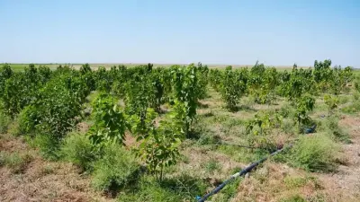 В партнёрстве с Китаем: проект по выращиванию и переработке тутового шелкопряда запускают в Туркестанской области