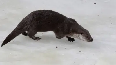 Редкая среднеазиатская выдра попала в объектив жителя Талдыкоргана