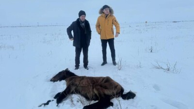 Падёж лошадей в Улытауской области: животных не удалось идентифицировать