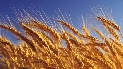 Цена на казахстанскую пшеницу установила новый рекорд