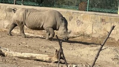В туркменском зоопарке посетители обнаружили в клетках трупы умерших животных