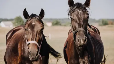 Более 100 лошадей погибли в Мангистауской области из-за ветра и проливных дождей