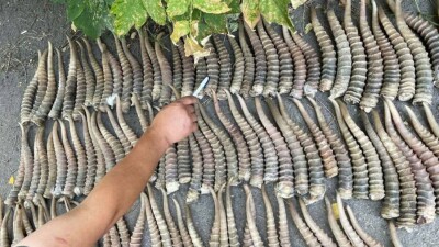 500 кг рогов сайги за 55 млн тенге пытались сбыть в Китай двое казахстанцев