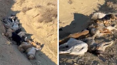 Трупы собак обнаружили зоозащитники Актау в яме за городом