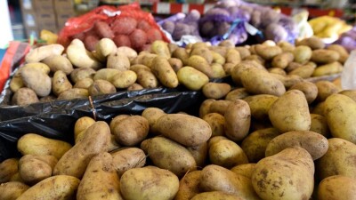 Костанайские фермеры вынуждены снижать цену на картофель себе в убыток