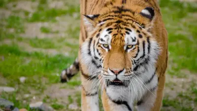 Четырёх краснокнижных амурских тигров передаст Россия Казахстану