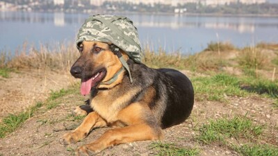 Военная полиция разработала правила работы кинологов