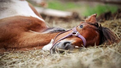 Минсельхоз: Причиной гибели и болезни лошадей в Атырауской области стали паразитные болезни