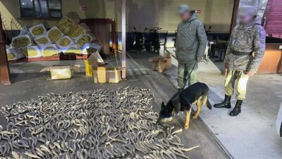 Почти 1000 рогов сайгака не дали вывезти пограничники из Казахстана через "Хоргос"