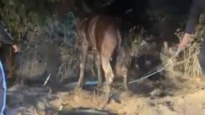 В Конаеве лошадь упала в колодец, её спасли полицейские