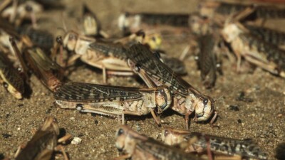 В Костанайской области саранча атаковала посевы сельхозкультур