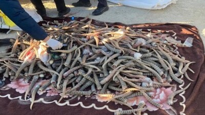 В Мангистау задержали преступную группу, истреблявшую сайгаков