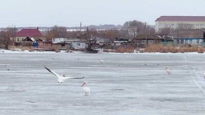 Розовые пеликаны прилетели в Аулиеколь