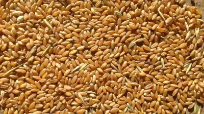 По какой цене принимают пшеницу казахстанские мукомолы
