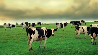 Более 40 млн гектаров неиспользуемых пастбищ выявили за год в Казахстане