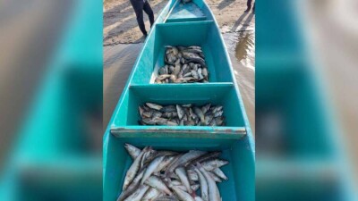 Около полутора тонн незаконно добытой рыбы изъяли полицейские в Атырауской области 