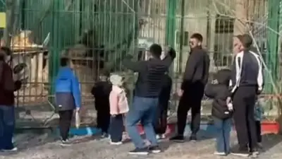 В биоцентре Семея львов забросали камнями, полиция проводит проверку