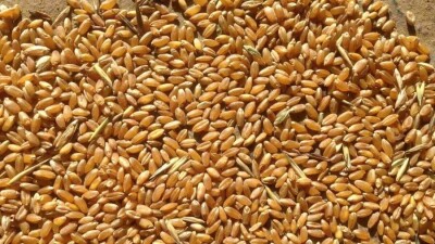 Экспорт зерна из Казахстана упал на 30%