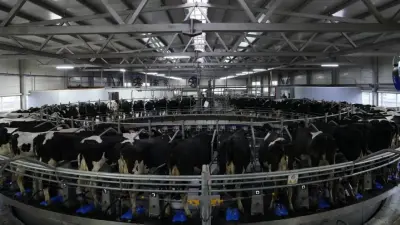 В Казахстане стартует программа "Игілік" по развитию племенного животноводства