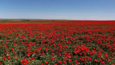 40 тысяч луковиц тюльпанов от Королевства Нидерландов передали Жамбылской области