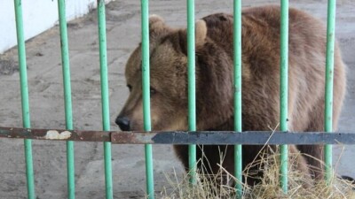 18,5 млн тенге выплатит пострадавшим владелец базы отдыха, где медведица покусала ребёнка