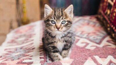 Прыгнул на котёнка: прокуратура Актау просит отменить слишком мягкий приговор живодёру
