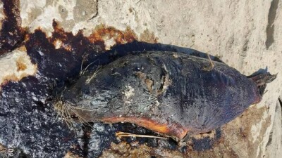 Тушу мёртвого тюленя выбросило на берег Каспийского моря близ Актау